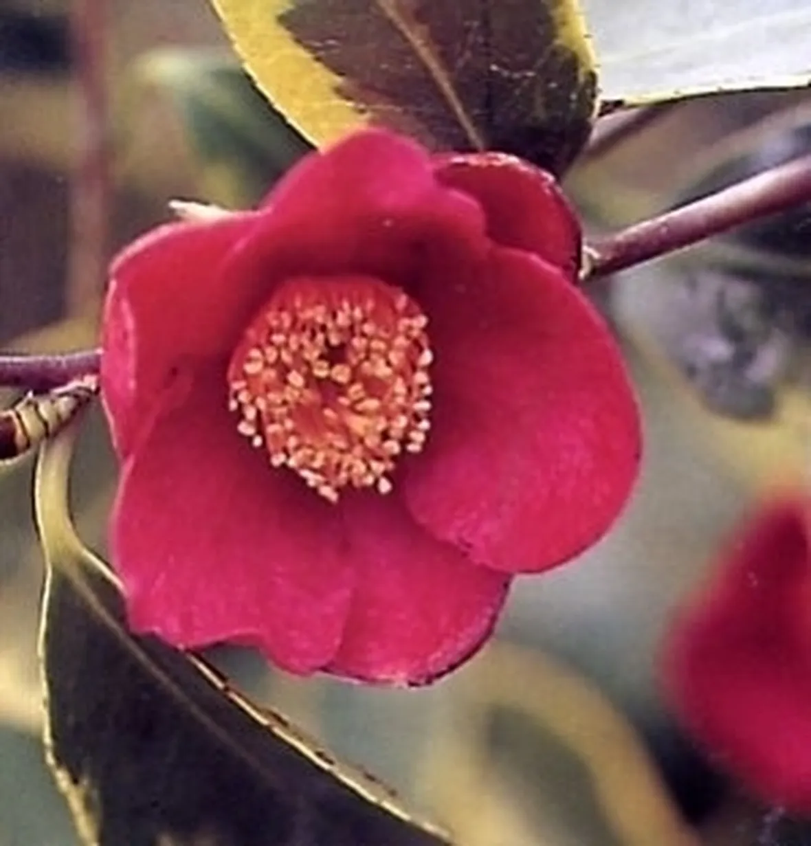 camelia
