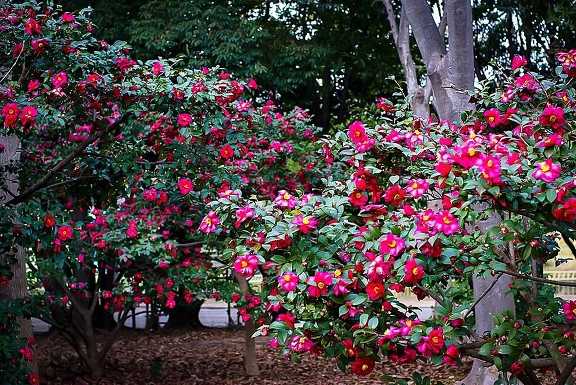 Camelia