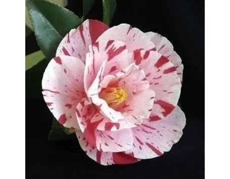 Camelia
