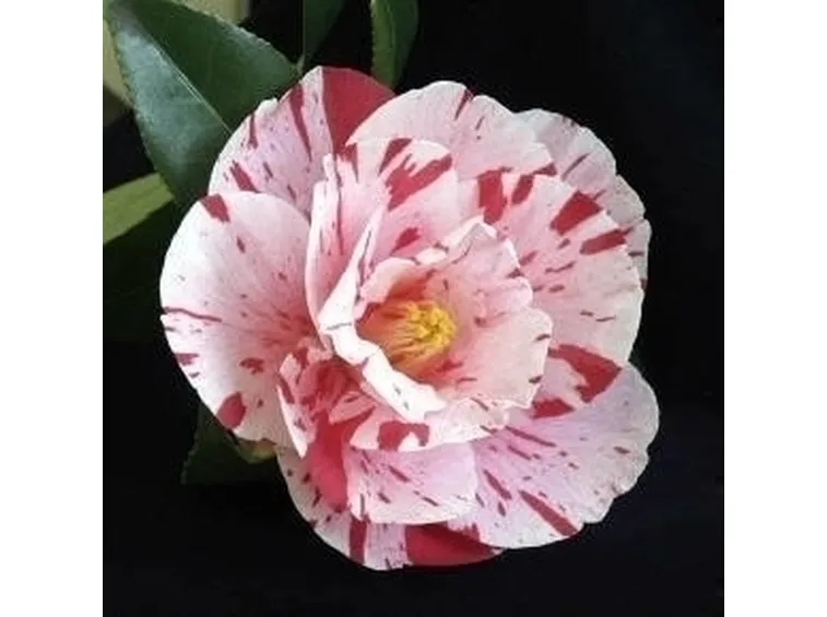 Camelia