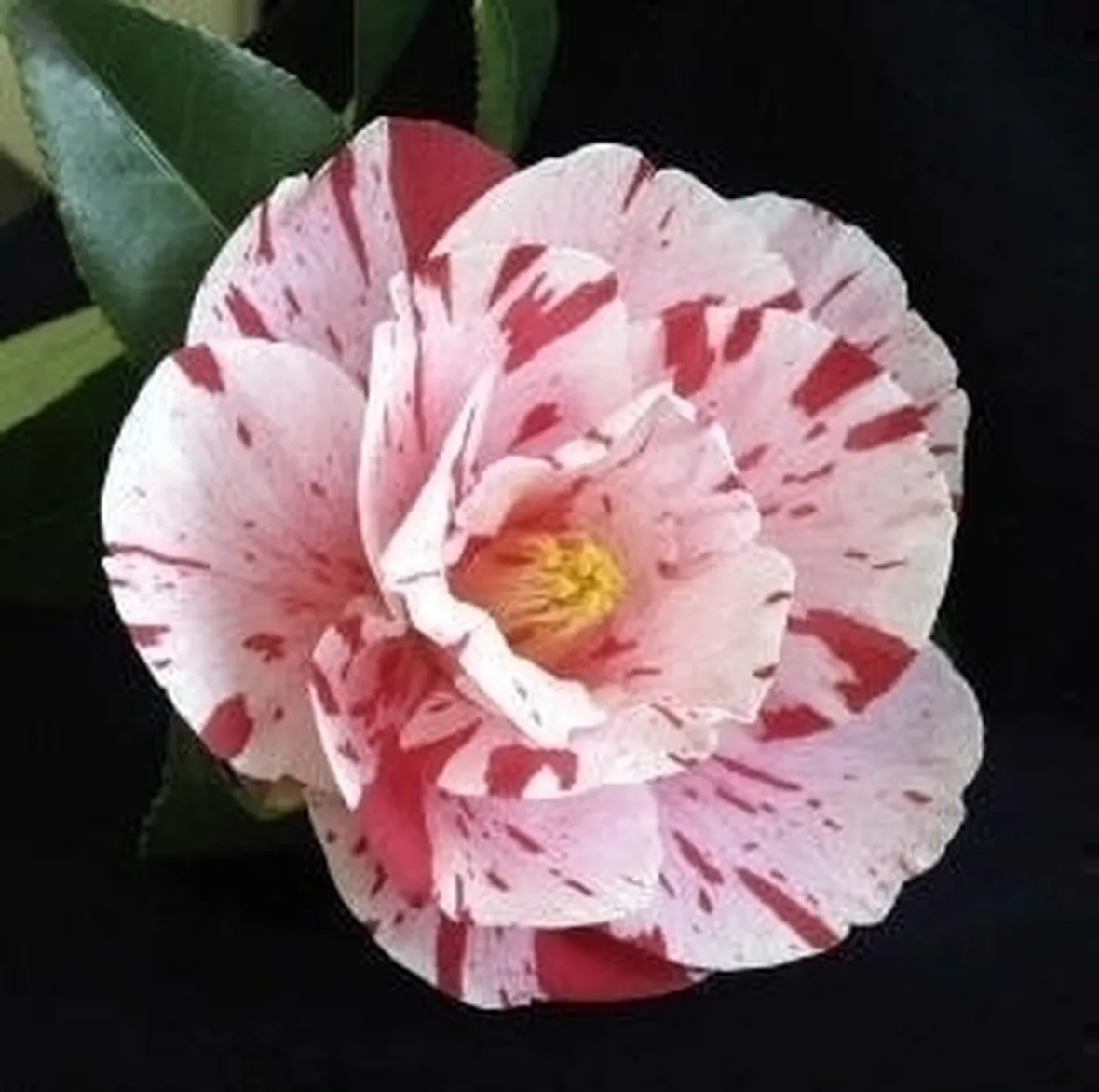 Camelia