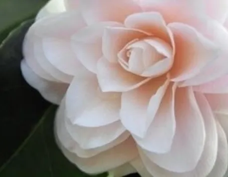 camelia