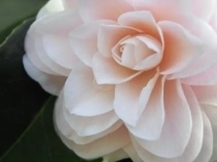 camelia