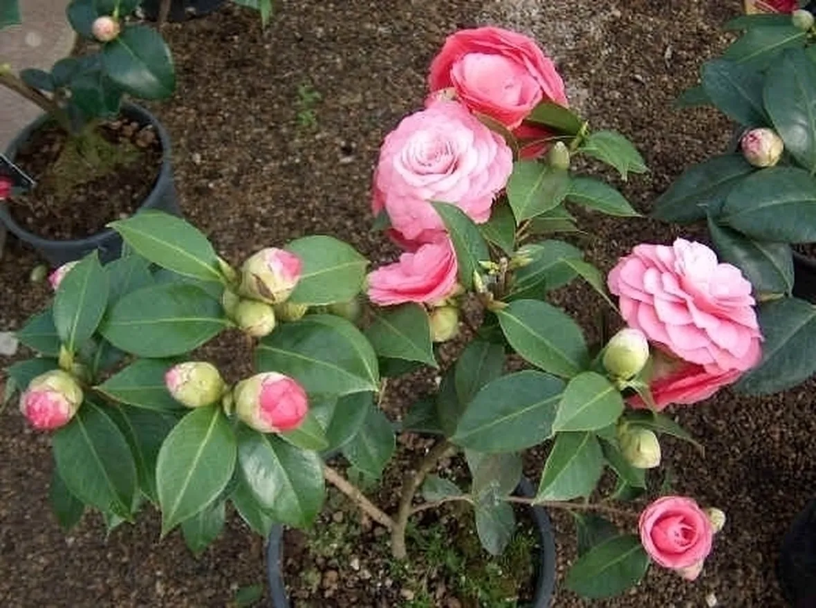 camelia