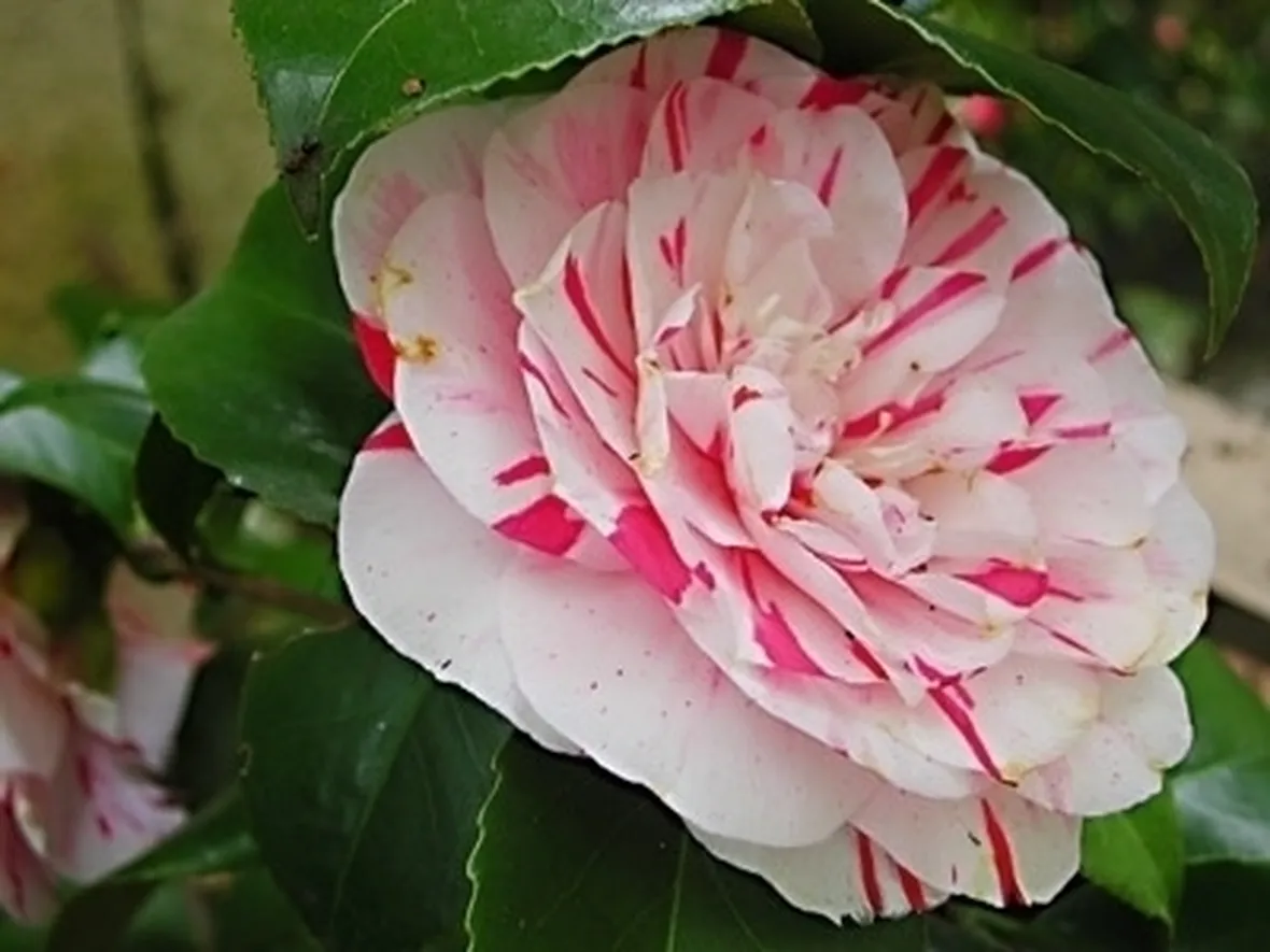 camelia