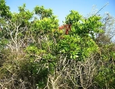 Caratteristiche del corbezzolo