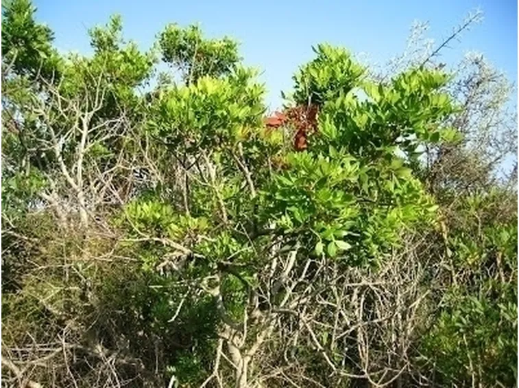 Caratteristiche del corbezzolo
