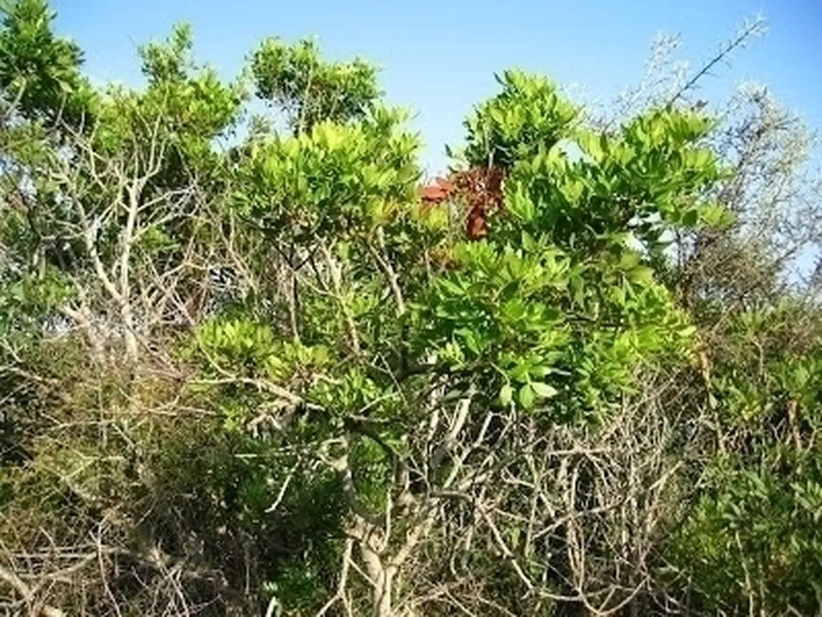 Caratteristiche del corbezzolo