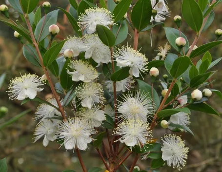 Caratteristiche del Mirto