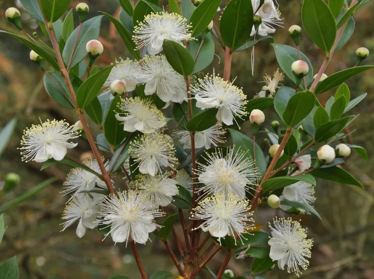 Caratteristiche del Mirto