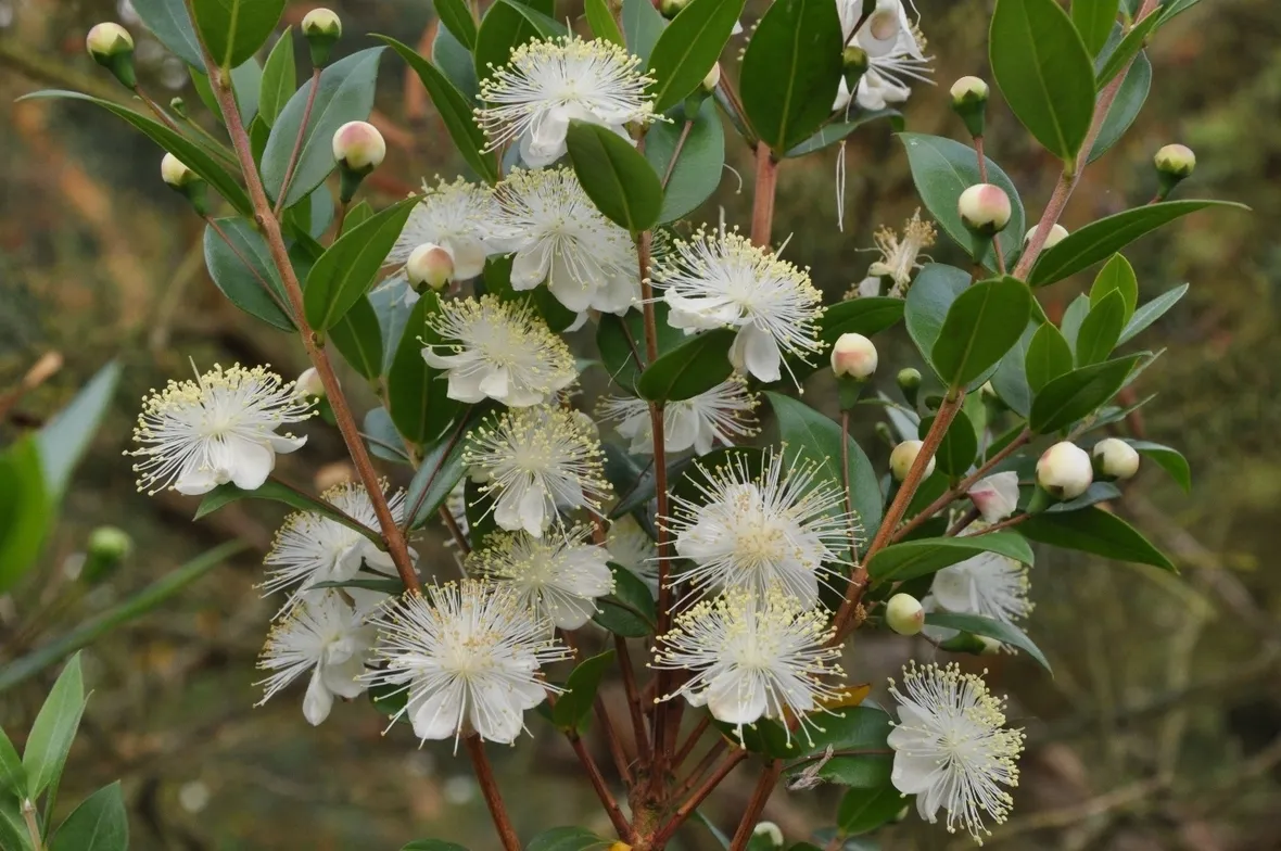 Caratteristiche del Mirto