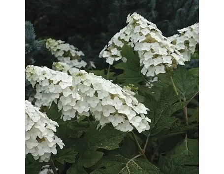 Caratteristiche più importanti dei fiori di Ortensia