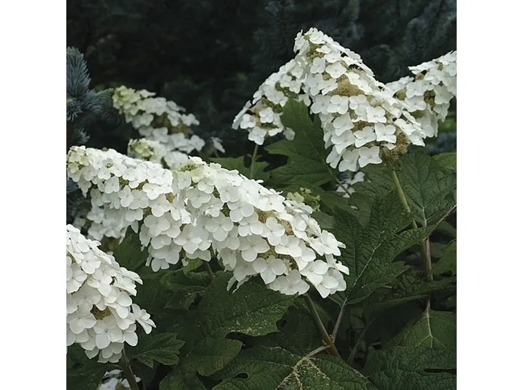 Caratteristiche più importanti dei fiori di Ortensia