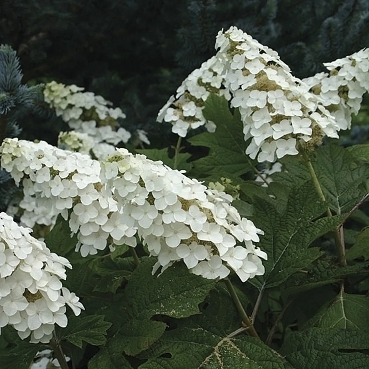 Caratteristiche più importanti dei fiori di Ortensia