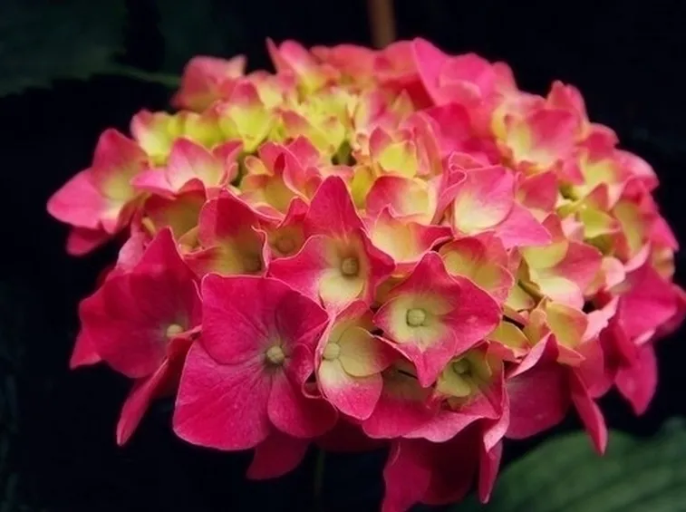 Colorazione ortensia