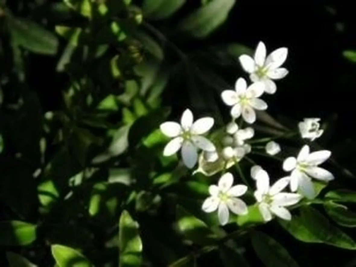 Coltivare il mirto