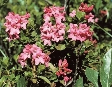 Coltivare il rododendro