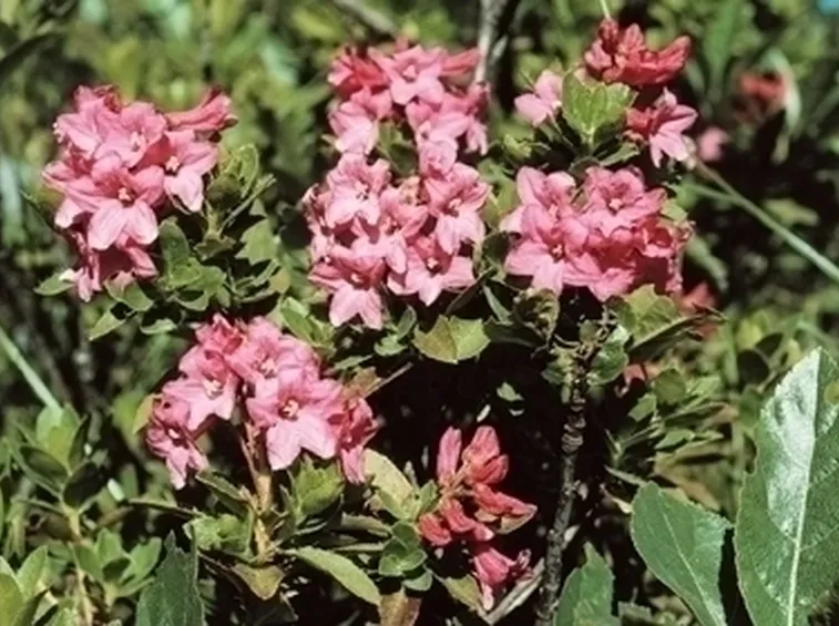 Coltivare il rododendro