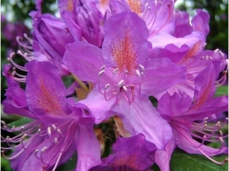 Genealogia del rododendro
