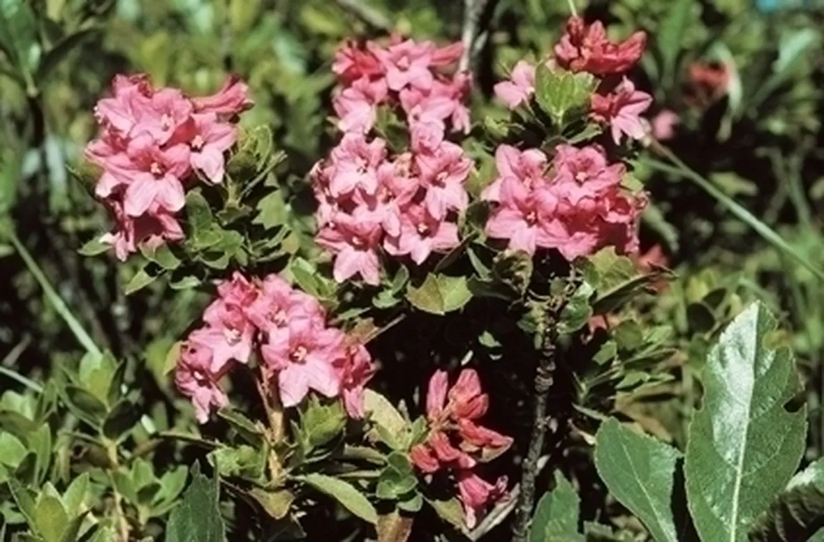 Coltivare il rododendro