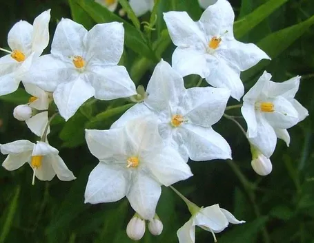 Coltivare il solanum jasminoides