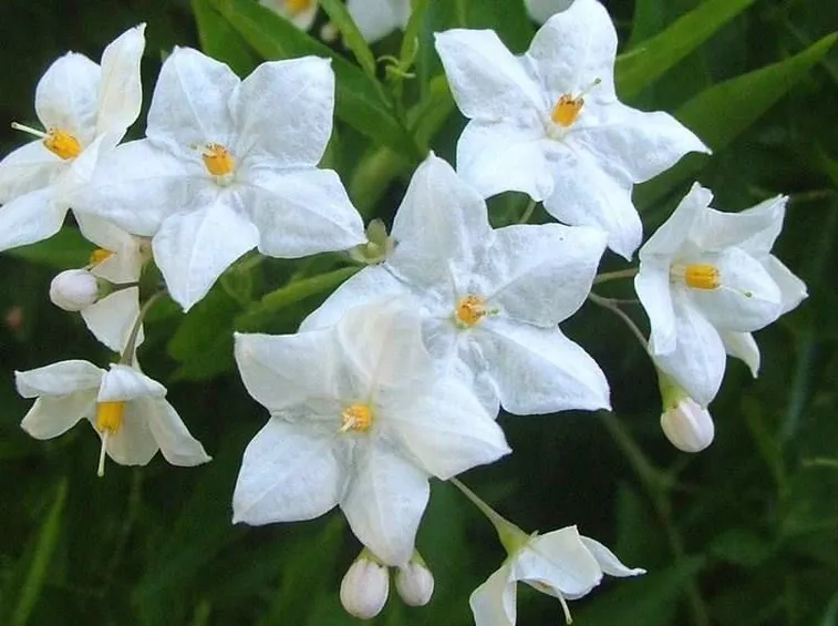Coltivare il solanum jasminoides