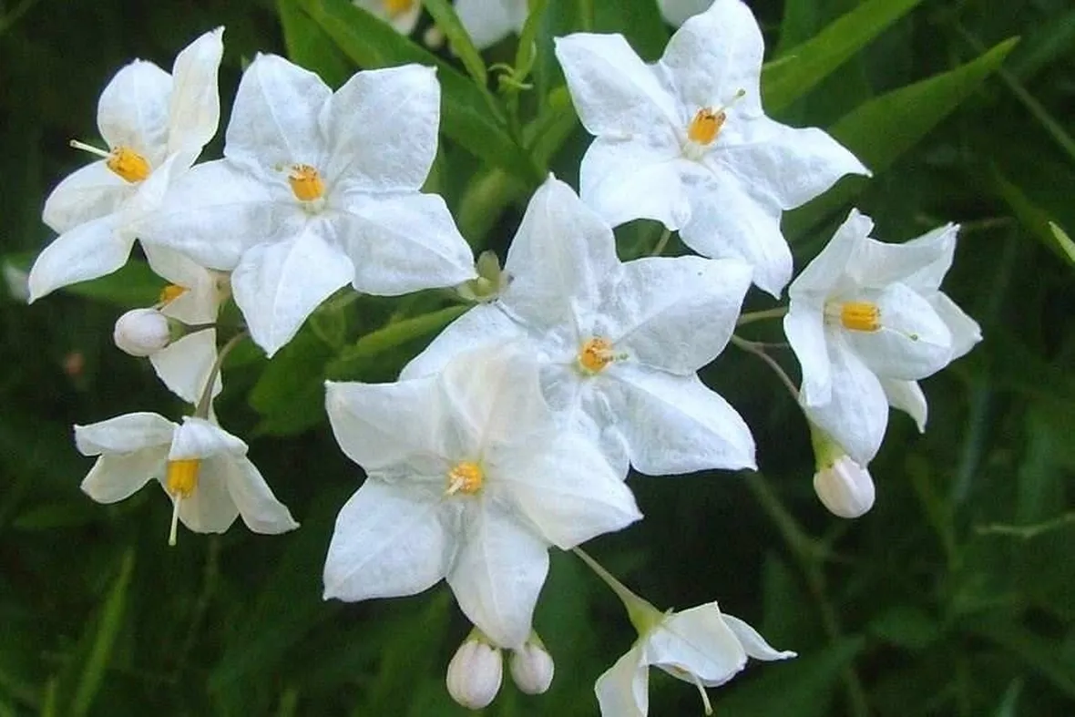 Coltivare il solanum jasminoides