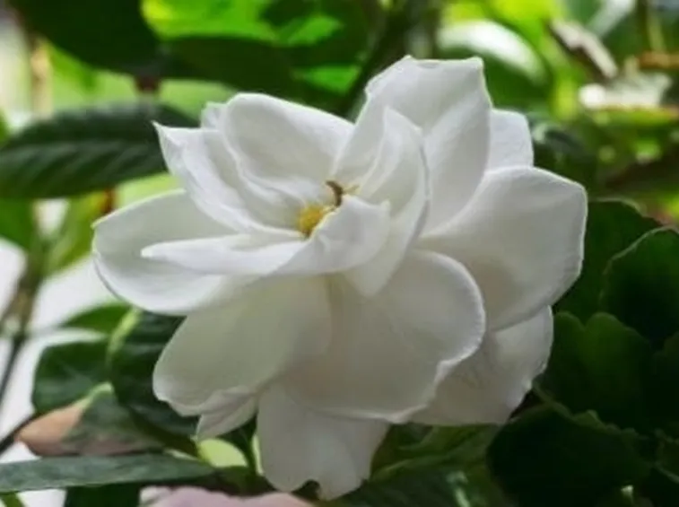 Coltivare la Gardenia in appartamento