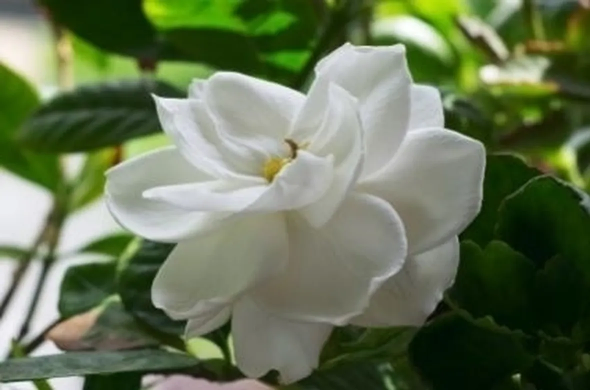 Coltivare la Gardenia in appartamento