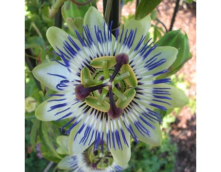 Coltivare la Passiflora