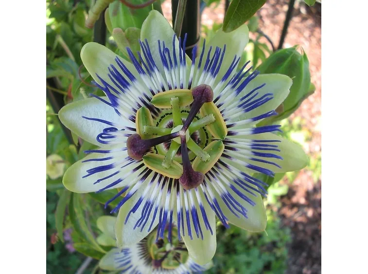 Coltivare la Passiflora
