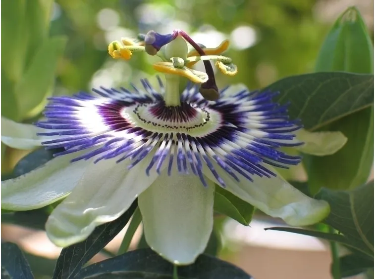 La leggenda della passiflora