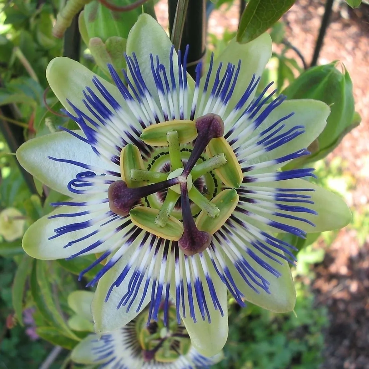 Coltivare la Passiflora