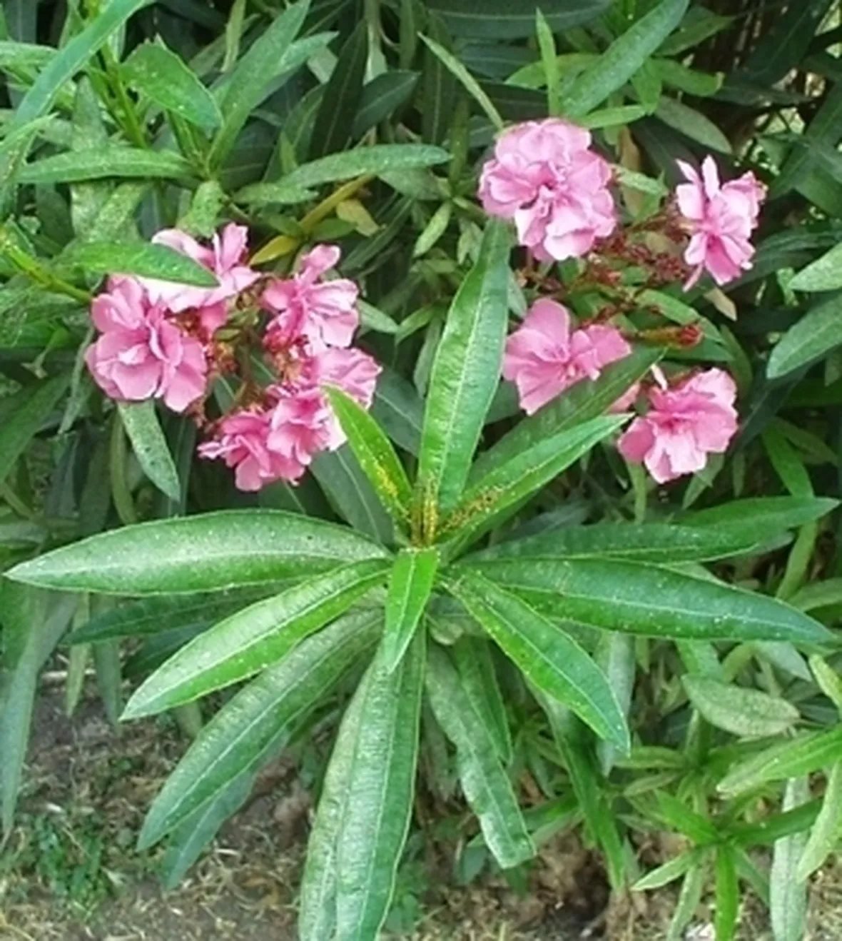 Coltivare l'oleandro