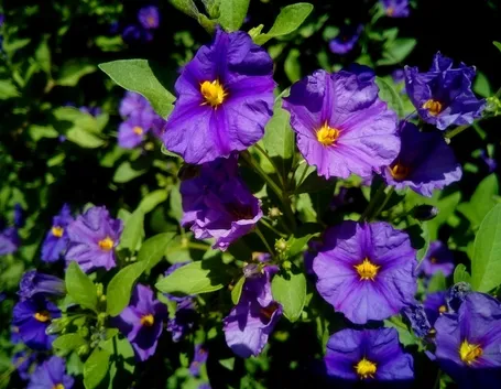 Coltivare solanum rantonnettii