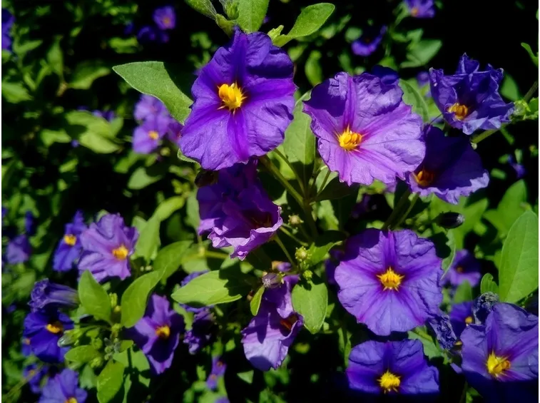 Coltivare solanum rantonnettii