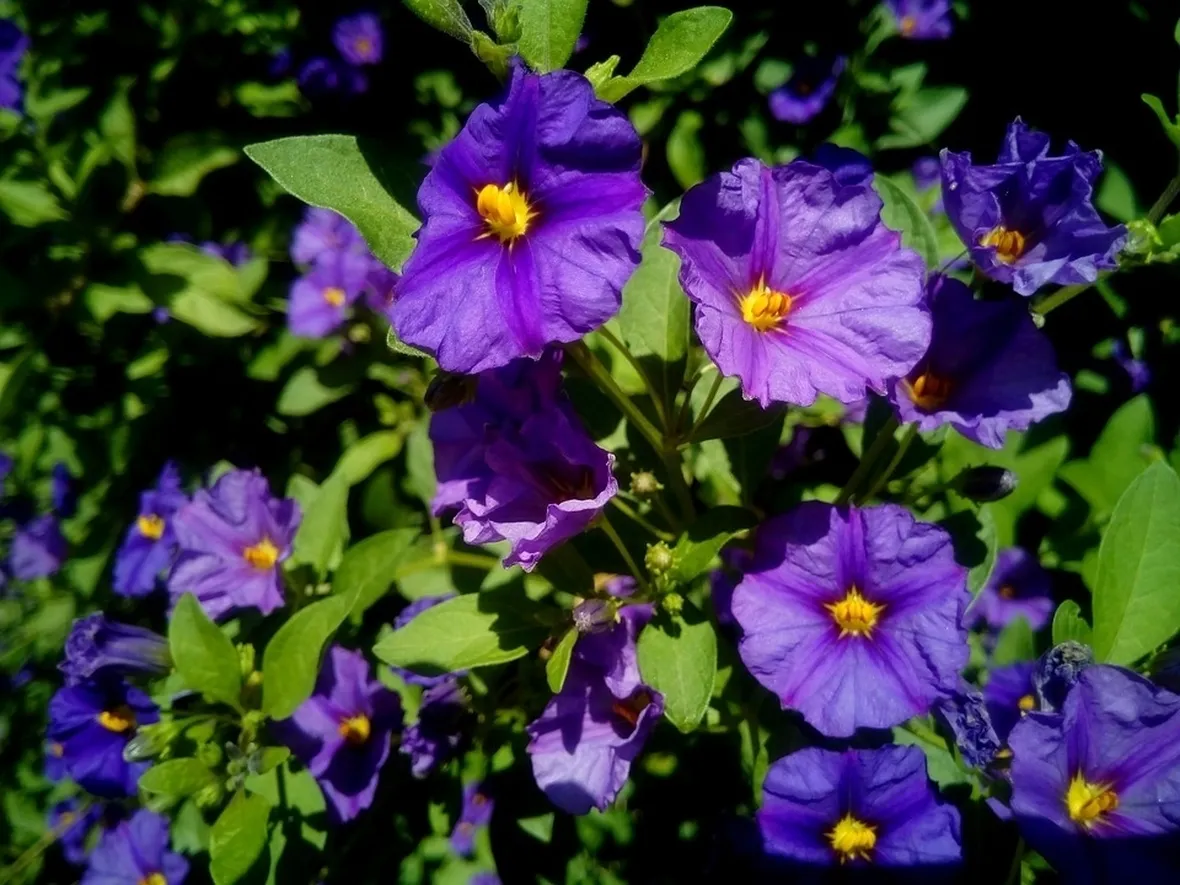 Coltivare solanum rantonnettii