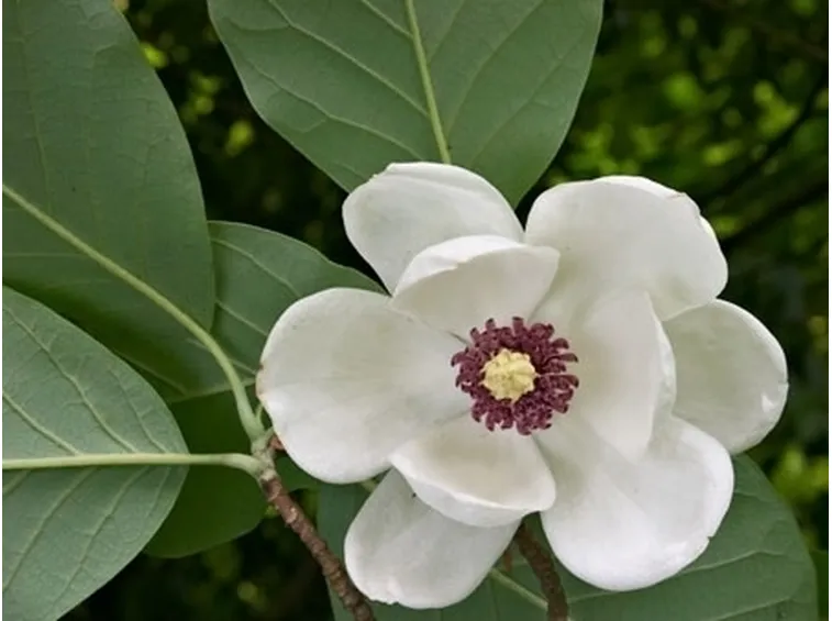 Coltivare una magnolia soulangeana