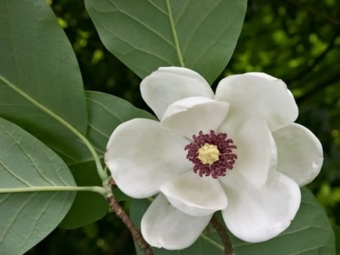 Coltivare una magnolia soulangeana