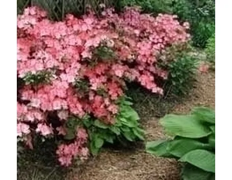 Coltivazione azalea