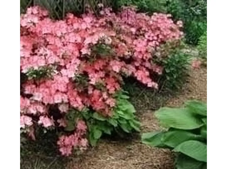 Coltivazione azalea