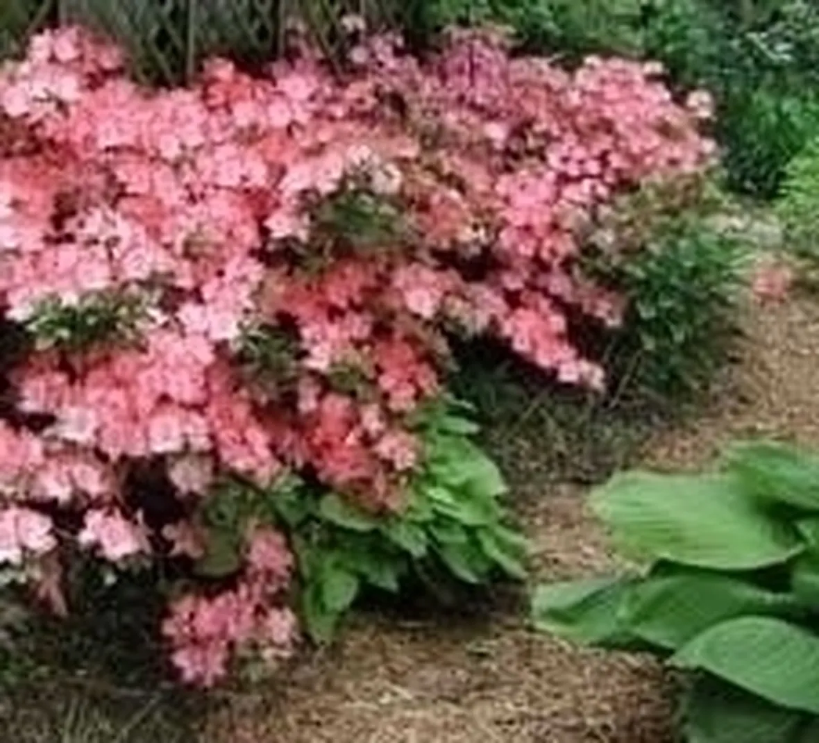 Coltivazione azalea