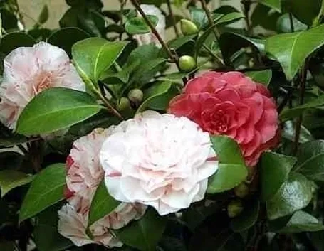 Coltivazione camelia japonica