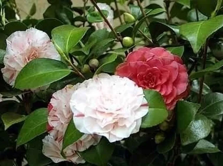 Coltivazione camelia japonica
