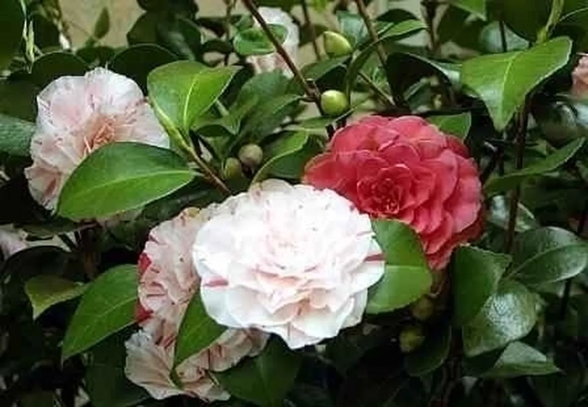 Coltivazione camelia japonica