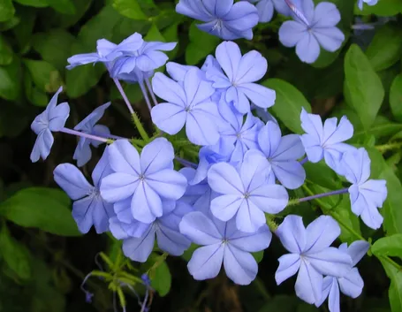 Coltivazione del Plumbago