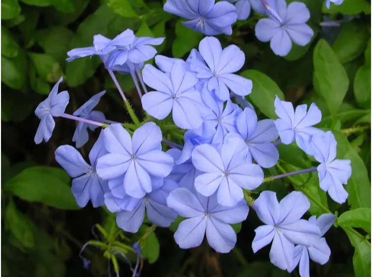 Coltivazione del Plumbago