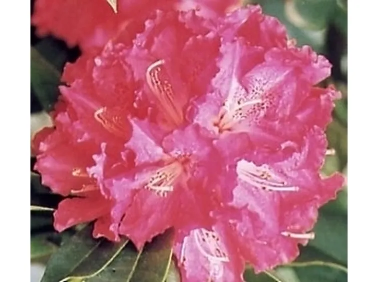 Coltivazione e cura del Rododendro
