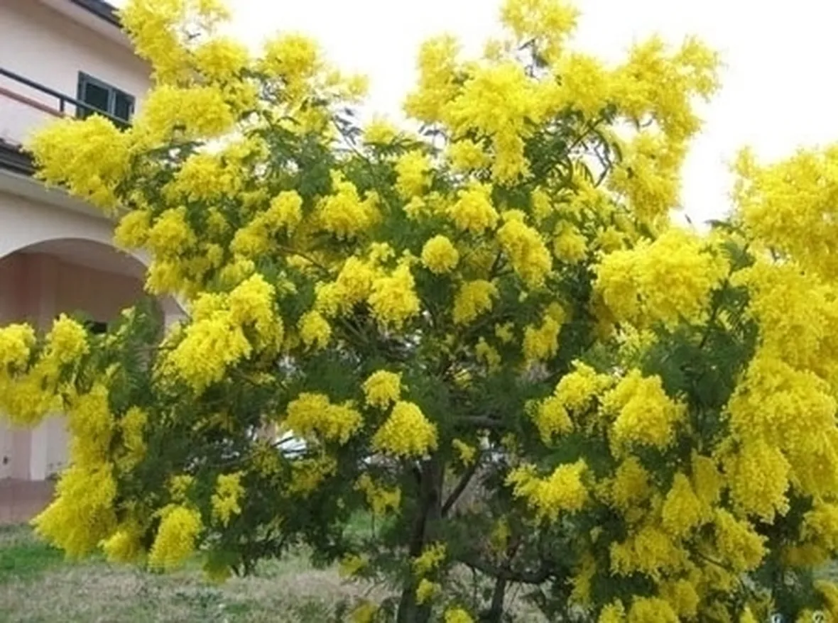 COLTIVAZIONE MIMOSA: POTATURA