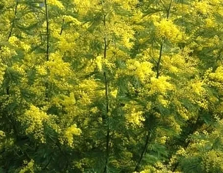 COLTIVAZIONE: MIMOSA